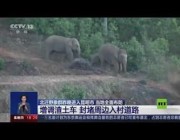 فيلة نازحة تلحق أضراراً جسيمة ببعض القرى في الصين