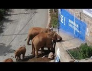 قطيع من الفيلة الضالة ينشر الفوضى بإحدى مناطق الصين