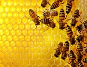 “لسعة النحل”.. حقائق مذهلة يكشفها العلم