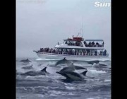 مجموعة من الدلافين تسابق يختاً سياحياً في مشهد جميل