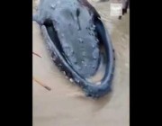محاولات لإعادة حوت إلى البحر بعدما رمته الأمواج إلى الشاطئ في سيراليون