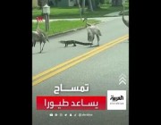 مشهد طريف بين تمساح ومجموعة طيور في أحد الطرق بولاية فلوريدا