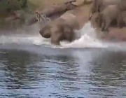 هكذا تصرف فيل عندما قضم تمساح صغير خرطومه أثناء شرب المياه