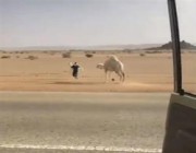 فيديو طريف لشاب سعودي يخطف “حاشي” من أمام أمه لإبعادهما عن الطريق