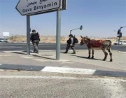 في واقعة غريبة.. إسرائيل تعتقل “حمارًا” لاستخدامه في المقاومة