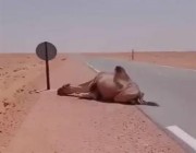 جمل كاد يموت من العطش في صحراء الجزائر.. وهذا ما فعله معه سائق شاحنة (فيديو)