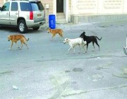 مصادر: “أمانة الرياض” تعتزم التعاقد مع شركة للسيطرة على القطط والكلاب الضالة