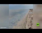 الآلاف من قناديل البحر العملاقة تغزو سواحل روسيا