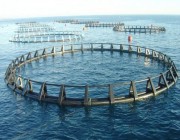 البرنامج الوطني لتطوير قطاع الثروة السمكية يُدشن 3 دراسات علمية تستهدف تطوير القطاع وتعزيز الأمن الغذائي