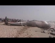 العثور على حوت نافق ضخم بشواطئ مدينة طانطان بالمغرب