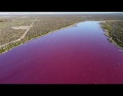 بحيرة في منطقة باتاغونيا الأرجنتينية تتحول إلى اللون الوردي بسبب التلوث