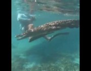 تمساح يهاجم امرأة تغوص تحت الماء وهكذا أنقذت نفسها