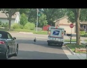 ديك رومي يطارد شاحنة بريد في الشارع