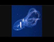 رصد أخطبوط زجاجي نادر في أعماق المحيط الهادئ