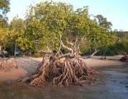 سواحل المملكة تعزز تنوعها البيئي بزراعة 14 مليون شجرة شوري “المانجروف” بنهاية العام الجاري