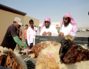 سوق الماشية في ينبع يشهد نشاطاً في البيع مع اقتراب عيد الأضحى