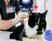 فيروس كورونا: دراسة تؤكد أن كوفيد شائع بين القطط والكلاب