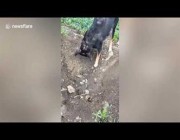 مشهد مؤثر لكلبة تدفن جراءها بعد أن صدمتها سيارة