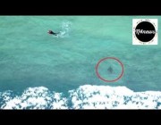 مشهد مرعب لأسماك قرش تسبح بالقرب من مرتادي شاطئ “بوندي” بأستراليا