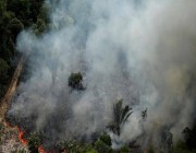 موت 2.5 مليار شجرة “الأمازون”.. كارثة تهدد كوكبنا