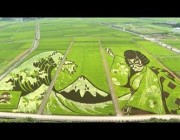 يابانيون يحولون حقول الأرز إلى لوحات فنية