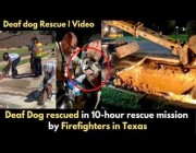 10 ساعات عمل لإنقاذ كلب أصم سقط في أنابيب الصرف