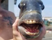 العثور على سمكة نادرة ذات «أسنان بشرية» في الولايات المتحدة