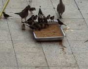لهذه الأسباب.. “أمانة الرياض” تجدد التحذير من وضع الطعام للطيور والحيوانات في الشوارع