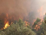 فيديو.. حرائق الغابات تقترب من مباني السكان في الجزائر