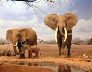 مزاد في ناميبيا.. يمكنك شراء فيل بـ7 آلاف دولار