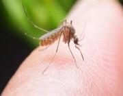 لدغات البعوض تنقل 10 أمراض للإنسان .. تعرّف على كيفية الوقاية منها واللقاحات المتوفرة لها