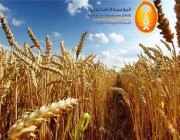 “الحبوب” تبدأ صرف مستحقات الدفعة الثامنة لمزارعي القمح المحلي