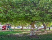 بلدية وسط الدمام: إطلاق مبادرة للحفاظ على الأشجار المعمرة