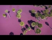 تحول لون بحيرة في باراغواي إلى اللون الوردي نتيجة التلوث بالنفايات الصناعية