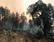 تونس تعلن السيطرة على حرائق الغابات عند الحدود مع الجزائر