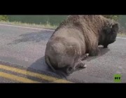 حيوان “بيسون” ينام وسط طريق ويعيق حركة المرور بأمريكا