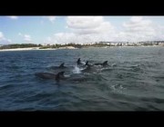 عودة الدلافين إلى سواحل لشبونة بعد انخفاض التلوث