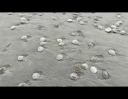 نفوق الآلاف من كائنات “الدولار الرملى” البحرية على شاطئ أمريكي
