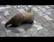 نوع نادر من حيوان البنغولين يتجول في شوارع مدينة هندية