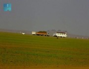 صور.. صحاري شمال وادي الدواسر تكتسي بالأخضر بعد الأمطار التي شهدتها المحافظة