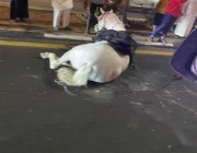 إصابة حصان وتلف مقدمة مركبة بعد حادث سير في “هدا” الطائف