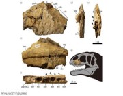دراسة تفجر مفاجأة وتكشف “ملك الديناصورات” الجديد