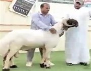 بيع خروف بما يعادل 200 ألف دولار بالكويت (فيديو)