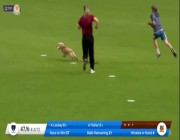 لاعبات سارعن بملاحقتها.. كلبة تقتحم ملعب وتخطف الكرة في نصف نهائي بطولة الكريكيت (فيديو)