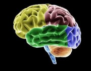 “تتسبب في ضغف الذاكرة”..خبراء تغذية يكشفون 6 مواد غذائية مضرة للدماغ