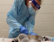 حديقة فيلادلفيا تبدأ تطعيم الحيوانات ضد كورونا
