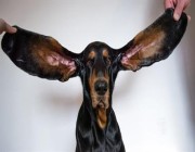 كلب يدخل موسوعة “غينيس” بأطول أذنين في العالم لعام 2022 (صور)