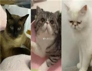 الإصـابة بكورونا تسببت لها بالإعـدام.. الصين تقتل 3 قطط مريضة