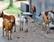 الخوف من كورونا يتسبب في ارتفاع عدد الوفيات بداء الكلب بتونس