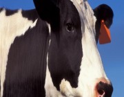 “جنون البقر” يدفع المملكة لحظر استيراد اللحوم من 5 مصانع برازيلية